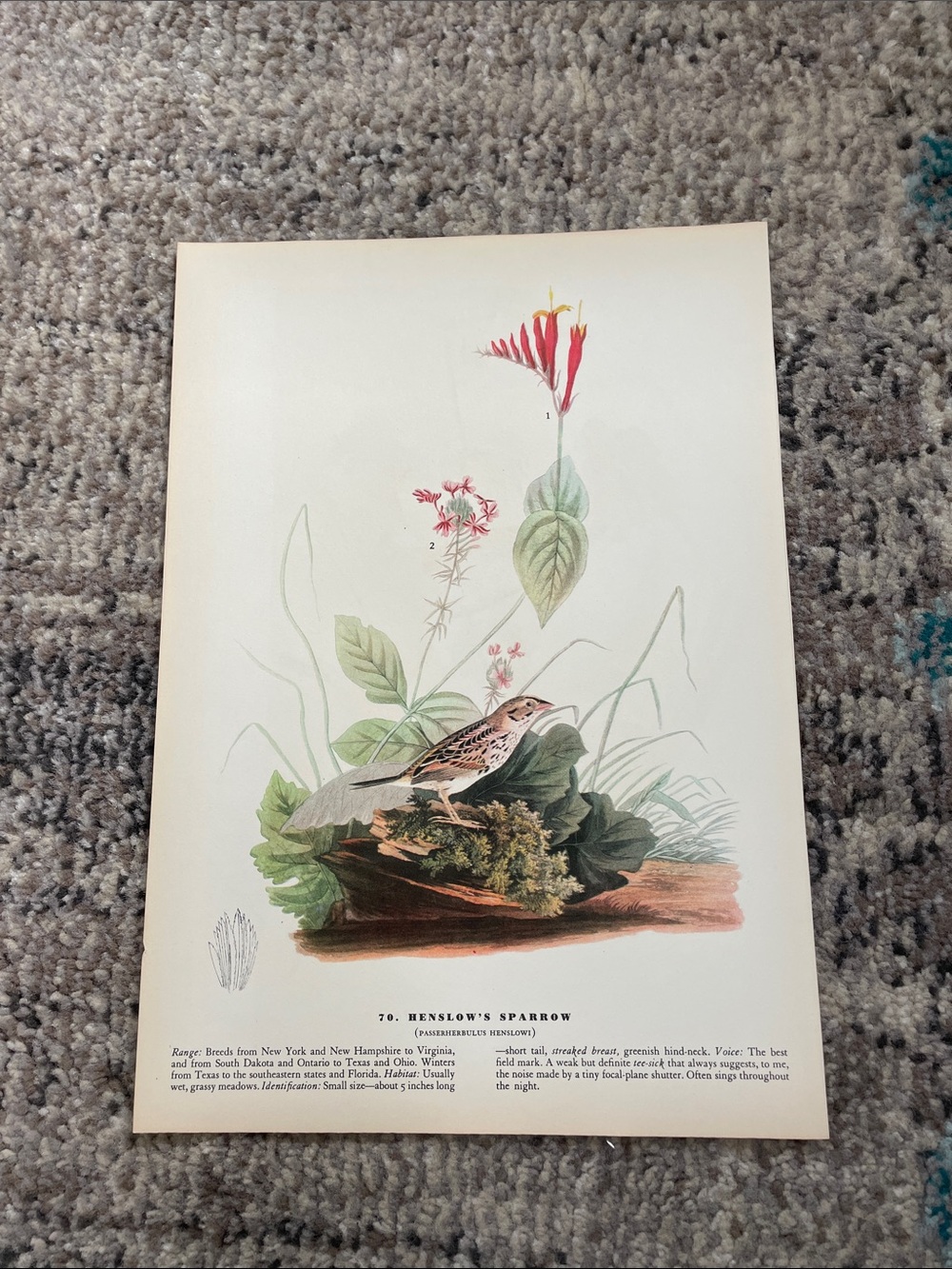 Vintage Botanical Bird Print - Henslow's Sparrow Illustration - Picture 2 of 7